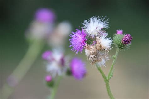 Thistle Flower Nature Free Photo On Pixabay Pixabay