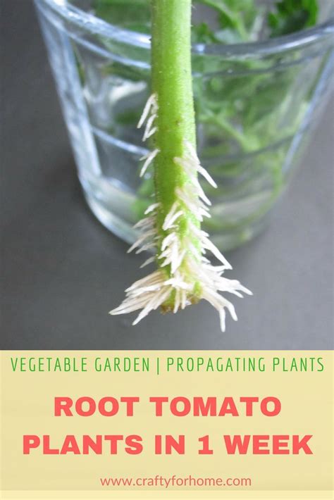 How To Root Tomato Plants From Cuttings Artofit