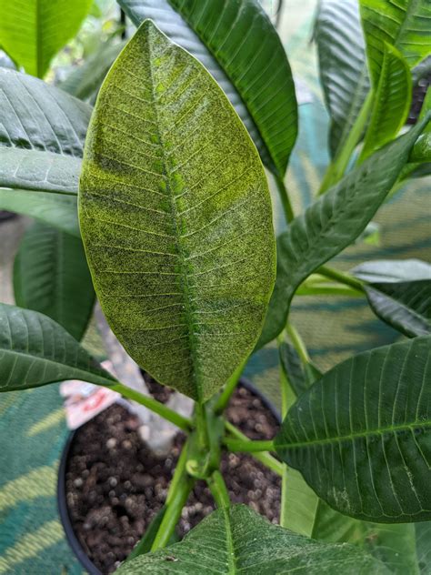 Help With Plumeria Black Spots Discoloration R Plantclinic