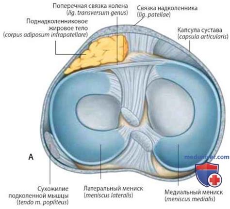 Коленный сустав (art. genus): анатомия, топография
