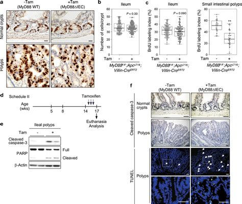 Loss Of Myd88 Reduces Tumor Cell Proliferation And Induces Apoptosis In