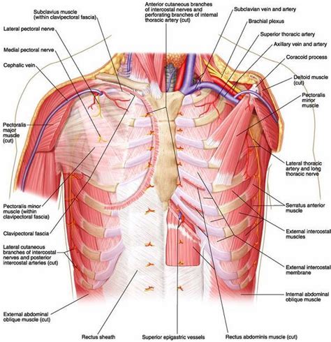 Ovid Lippincott Williams Wilkins Atlas Of Anatomy Anatomy Medical