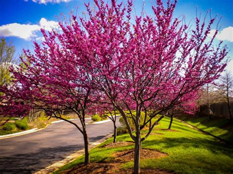 Appalachian Redbud Tree | Redbud tree, Trees to plant, Flowering trees