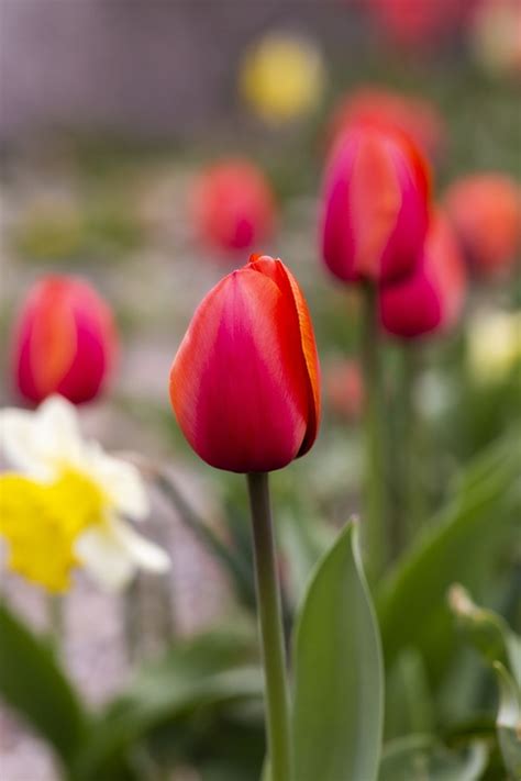 Tulip Flower Plant Red - Free photo on Pixabay - Pixabay