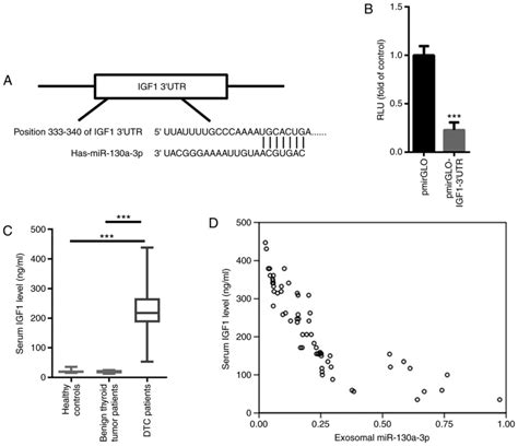 Exosomal MiR130a3p Promotes The Progression Of Differentiated Thyroid