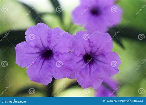 Purple Ruellias Flower Stock Image Image Of Background 197320733