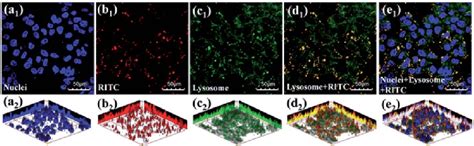 CLSM Images Of MCF 7 ADR Cancer Cells After Co Incubation With