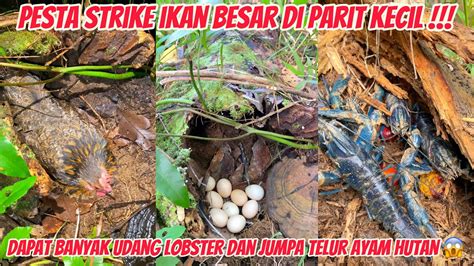 Malam2 Cek Tajur Pesta Strike Ikan Besar Ada Banyak Udang Di Dalam