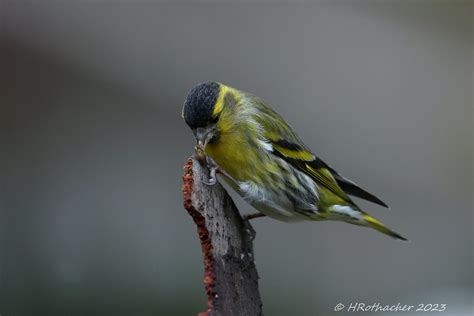 Tarin Des Aulnes Spinus Spinus Eurasian Siskin Flickr