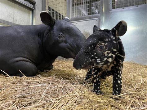 公式横浜市立よこはま動物園 ズーラシア on Twitter マレーバクの赤ちゃんが生まれました 詳細はこちら https t