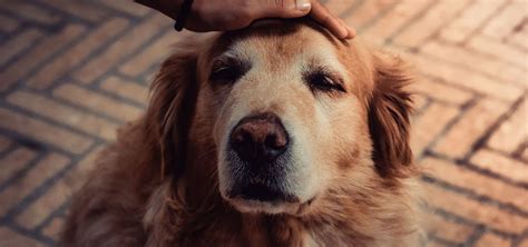 C Es Idosos Mantenha Seu Melhor Amigo Feliz Labmol Vet