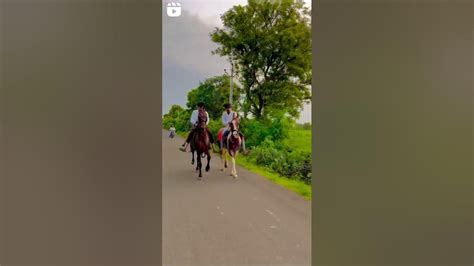 ️ ️ Ha Jodi Ha ️ ️ Horse Attitude Short Video Tandig 🐎🐎🐎