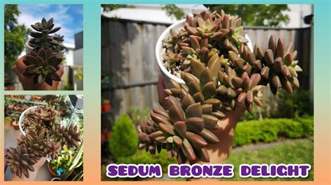 Sedum Bronze Delight Care And Propagation YouTube