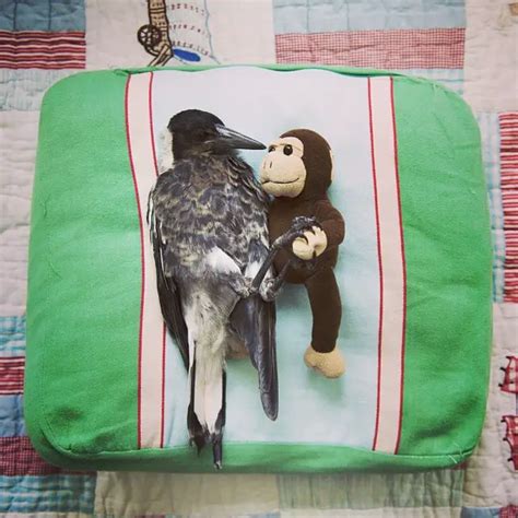 30 Heartwarming Photos of an Unusual Family Pet, a Rescued Magpie. - if it's hip, it's here