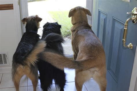 Why Do Dogs Wag Their Tail? - Doglopedix