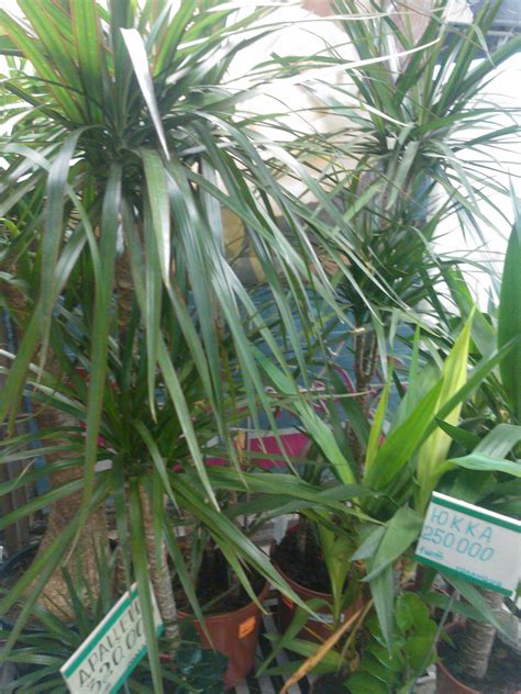 Corn Plant Care Yellow Leaves Why Are My Dracaena S Leaves Turning