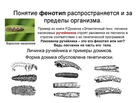 Фенотип и факторы, его определяющие - презентация онлайн
