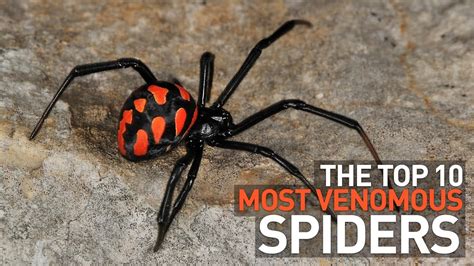 Top Most Venomous And Deadly Spiders In The World Youtube