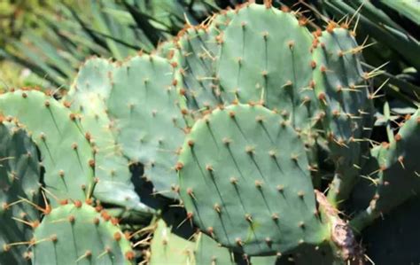 How To Transplant Prickly Pear Cactus Shuncy Love The Green