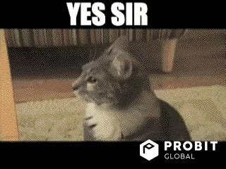 Cat Reaction GIFs - Get the best GIF on GIPHY