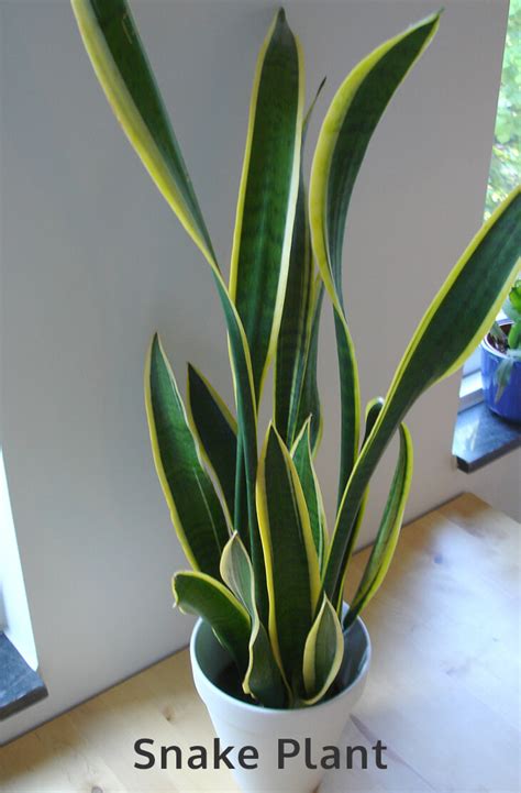 Sansevieria Trifasciata Growing How To Care For Snake Plant Snake