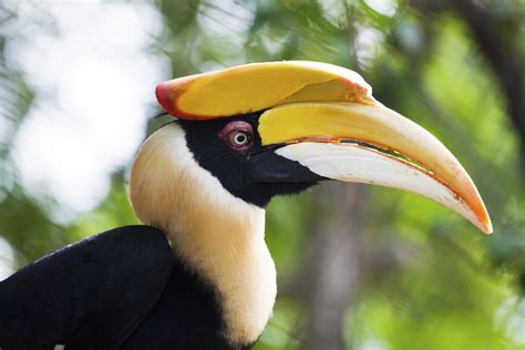 The Hornbills Of Indonesia