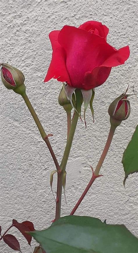 Pin by Χύτη Ευθυμία on Κέντημα Rose buds Flowers Garden