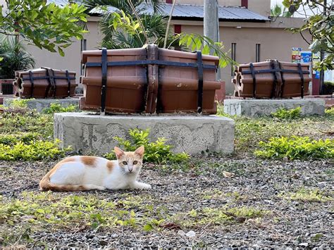 El Universo On Twitter Ciudad Felina Una Colonia De Gatos Callejeros