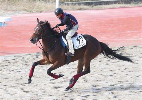 【ブリーダーズカップ】メイケイエールが国内最終追いで好時計をマーク 陣営「落ち着いていて雰囲気はいい」 スポーツ報知