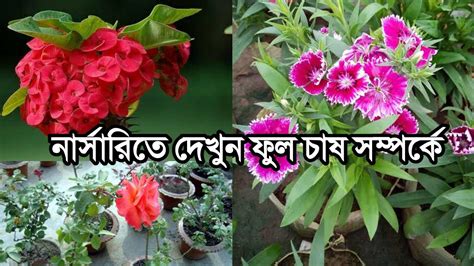 গ্ৰীন গার্ডেন নার্সারিতে ফুল গাছের চাষ এবং বিভিন্ন ফুলের জাত সম্পর্কে