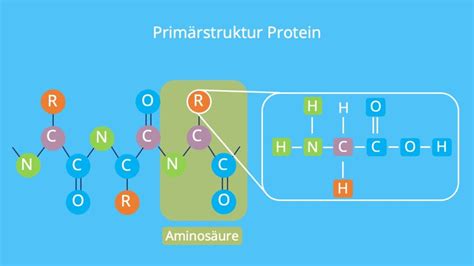 Proteine Aufbau Und Funktion Mit Video