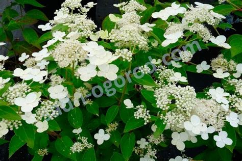 Гортензия метельчатая Прим Вайт `PrimWhite купить сажнцы | Сад от А до Я