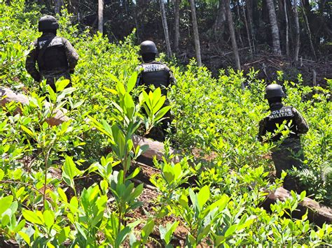 Localizan Manzanas De Rboles De Coca En Parque Pico Bonito Stn