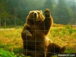 Waving Bear GIFs - Find & Share on GIPHY