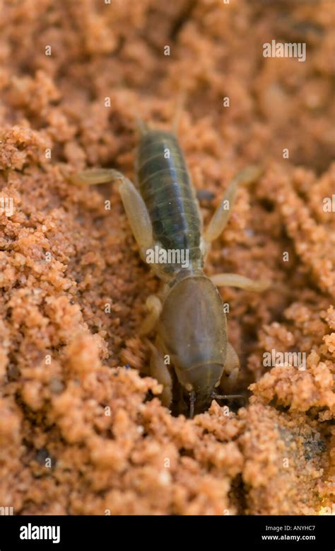 Grillo Topo Gryllotalpa Gryllotalpa Excavando Madrigueras En La Arena