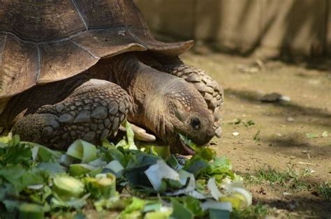 25 Datos Curiosos De Las Tortugas Terrestres Y Marinas