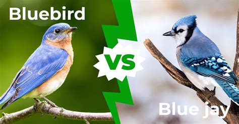 Bluebird Vs Bluejay Five Main Differences Explained A Z Animals