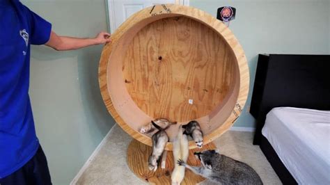 10 Best Diy Cat Wheel Plans Make A Cat Exercise Wheel Cat Exercise