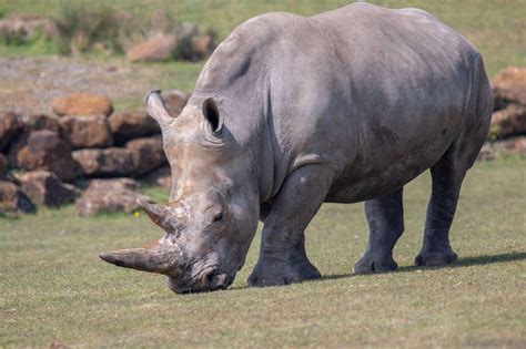 Africa Alive Zoological Reserve Visit Suffolk