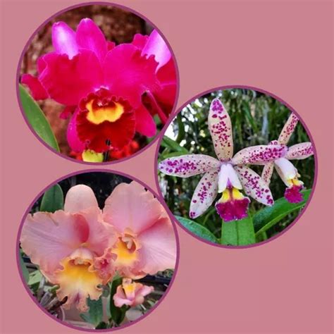 Kit 14 3 Orquídeas Cattleya Adultas 5 Brindes Frete grátis