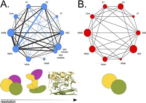 HCV Protein Coevolution Dependency Network A The Protein Protein