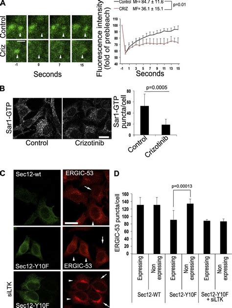 Ltk Regulates Sec Function A Frap Assay Of Hepg Cells Expressing