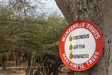 Manchineel Tree The Most Dangerous Tree In The World Insureandgo