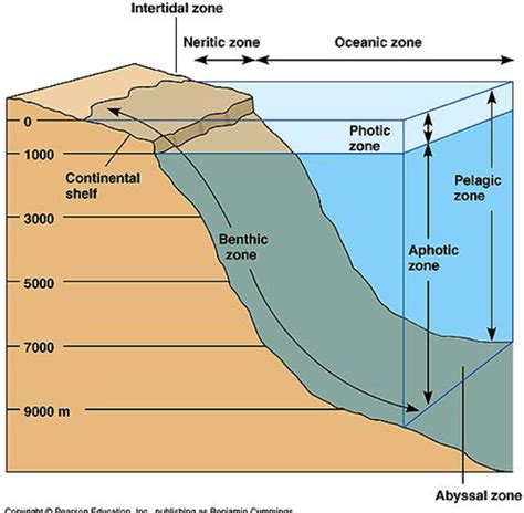 Unit Marine Biology Diagram Quizlet