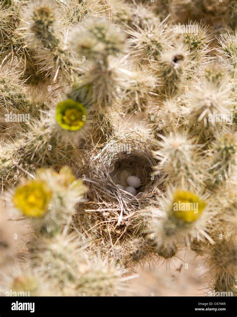 Aves Del Desierto De Sonora Fotografías E Imágenes De Alta Resolución