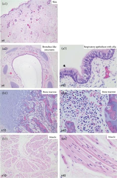 A1 Hematoxylin And Eosin He Staining Of The Skin Of The Fetus Download Scientific Diagram