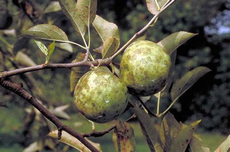 Apple Tree Diseases How To Treat Them AAA Tree Lopping Ipswich