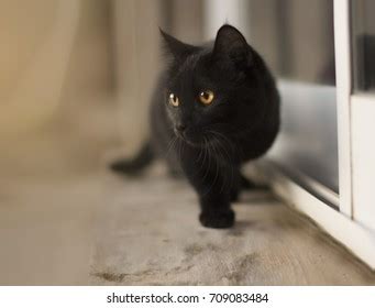 Black Cat Walking Images Stock Photos Vectors Shutterstock