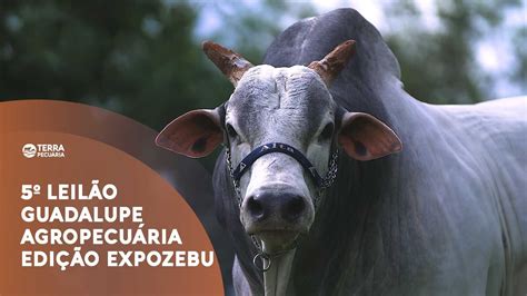 TERRA PECUÁRIA 5º LEILÃO GUADALUPE AGROPECUÁRIA EDIÇÃO EXPOZEBU