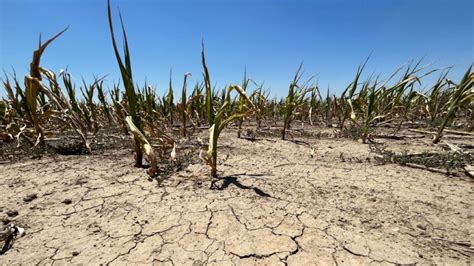 How The Drought Killing Kansas Corn Crops Could Make You Pay More For